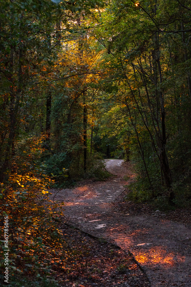Obraz premium picturesque road in dense forest at sunset in autumn