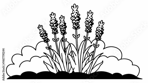 Illustration of a lavender bush with multiple flower spikes and foliage in black and white outline created with generated ai