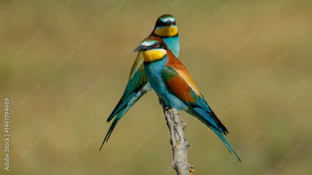 two bee eater perched on a branch two bee eater perched on a branch