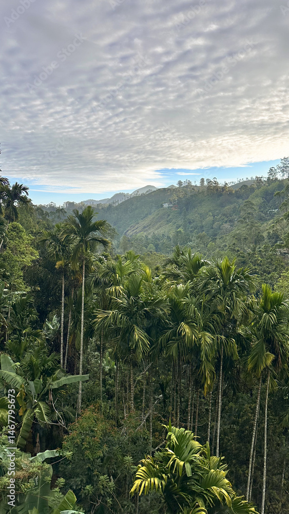 Fototapeta premium Panoramic view of a lush tropical valley with tall palm trees and mountains.