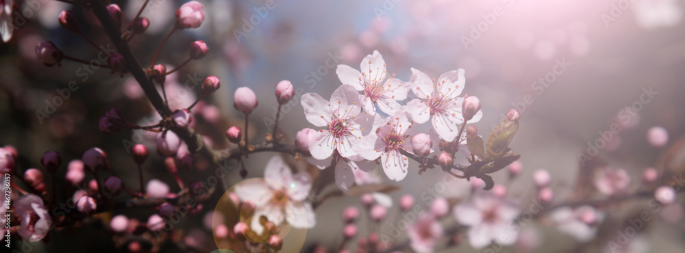 Blooming pink cherry blossoms in soft springtime light.
