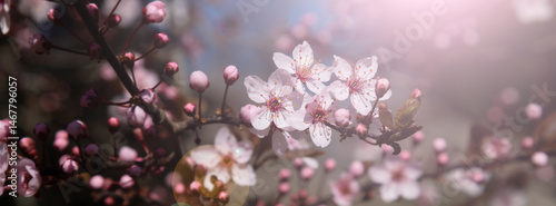 Obraz na płótnie Blooming pink cherry blossoms in soft springtime light. w salonie