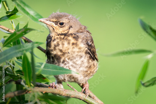 nestling thrush the Fieldfare...
