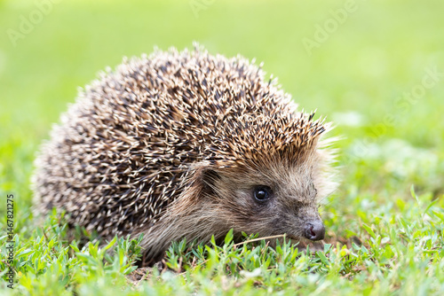 hedgehog on the grass...
