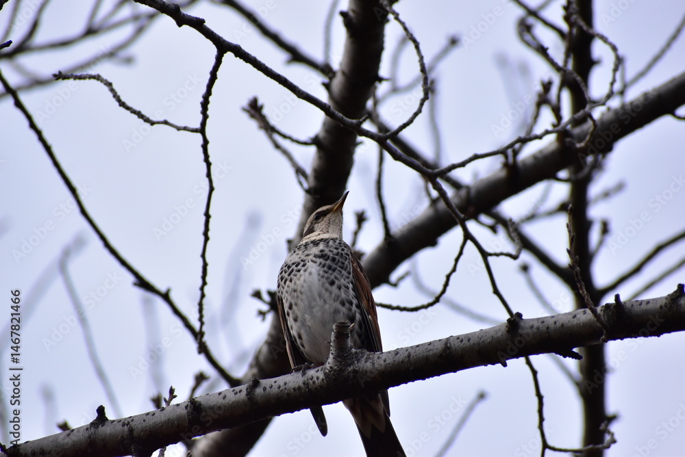 Portrait of the bird called dusky thrush Portrait of the bird called dusky thrush