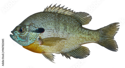 Isolated Detailed Bluegill Fish