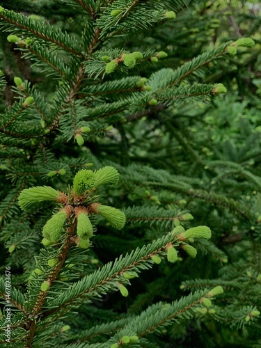 Growing young twigs and buds of spruce tree close up view, macro nature of Ukraine