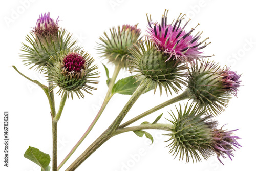 burdock flowers isolated on white background