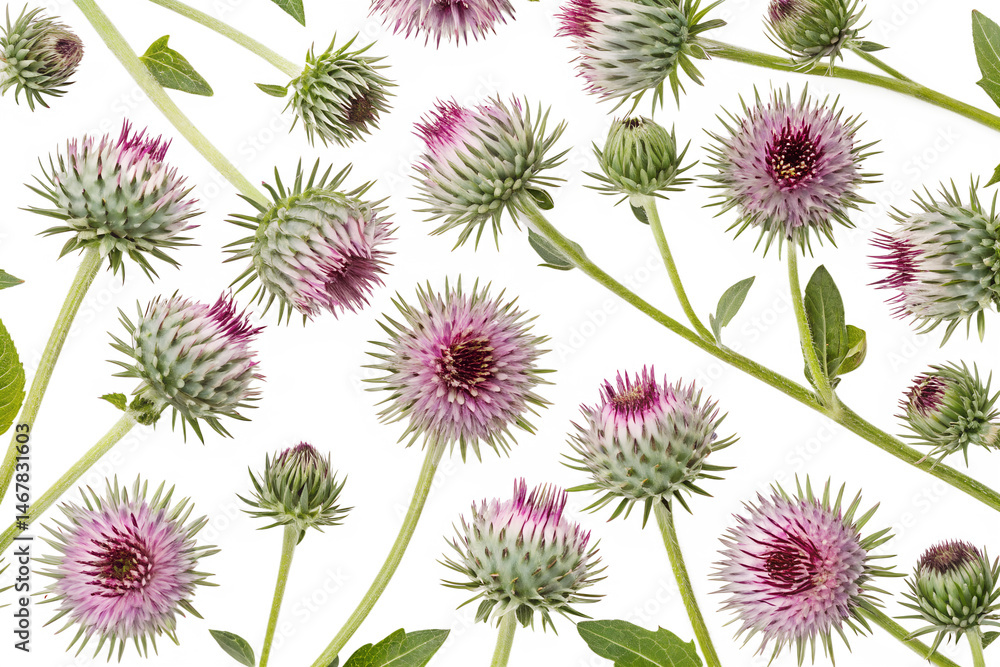 Obraz premium burdock flowers seamless pattern background isolated on white background