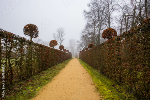 A dirt path in a foggy park between hedges