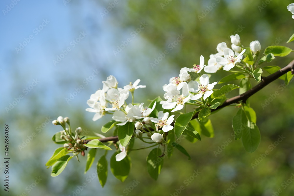 Obraz premium Close-up of apple blossom flowers. Soft white and pink petals in natural light convey a sense of spring, freshness, and natural beauty.