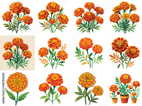 Marigold flowers vector illustration isolated on white background.