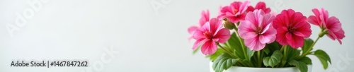 Vibrant geranium blooms in pristine white pot , pot, picture, stock photo