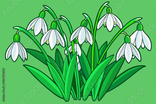 snowdrop flowers vector illustration