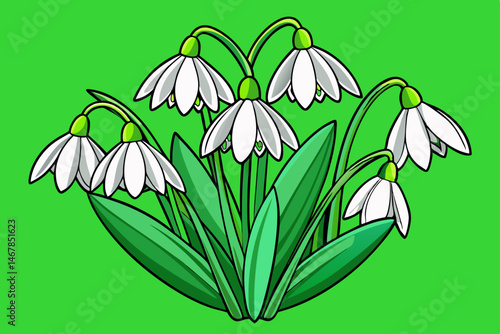 snowdrop flowers vector illustration