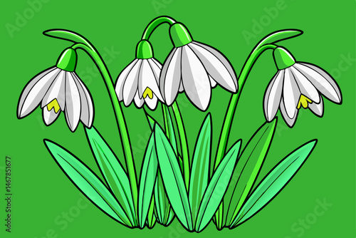 snowdrop flowers vector illustration