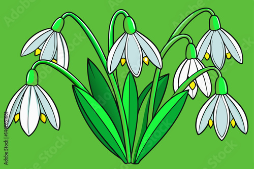 snowdrop flowers vector illustration