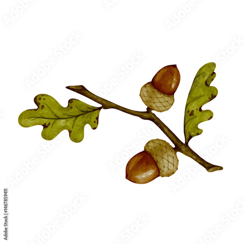 Colorful autumn oak branch with acorns and dry leaves.Vector graphics.