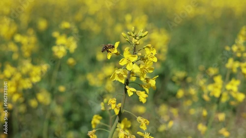 Bee on rape flowers video 4k. Collecting nectar in a flower field.