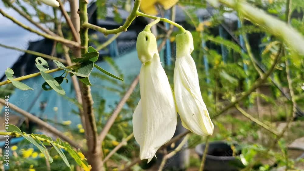 Sesbania Grandiflora The flowers are white. Edible flowers, natural plants, food, beauty Sesbania Grandiflora The flowers are white. Edible flowers, natural plants, food, beauty