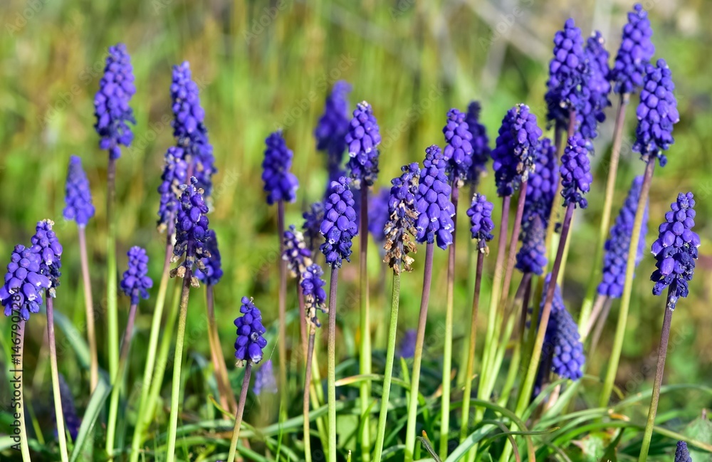 Obraz premium photos of wild flowers, wild hyacinths