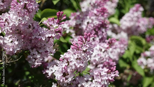 Beautiful flowering branches of lilac. Video 4k.