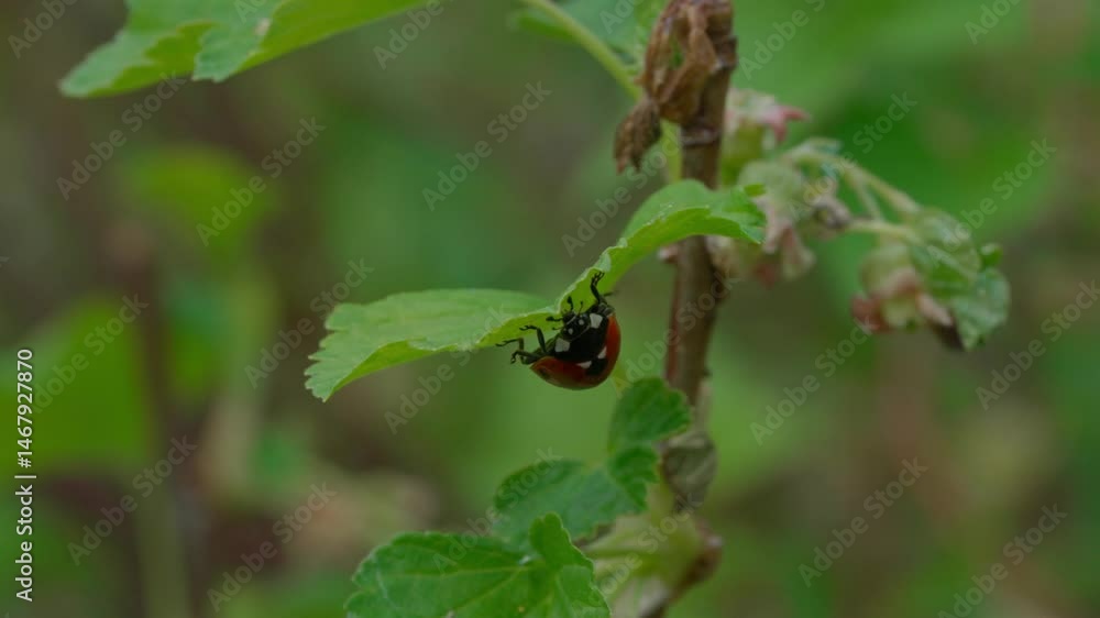 Close-up of a ladybug in its natural environment.
A vibrant symbol of spring and luck — perfect for themes of ecology, life, and harmony. Close-up of a ladybug in its natural environment.
A vibrant symbol of spring and luck — perfect for themes of ecology, life, and harmony.