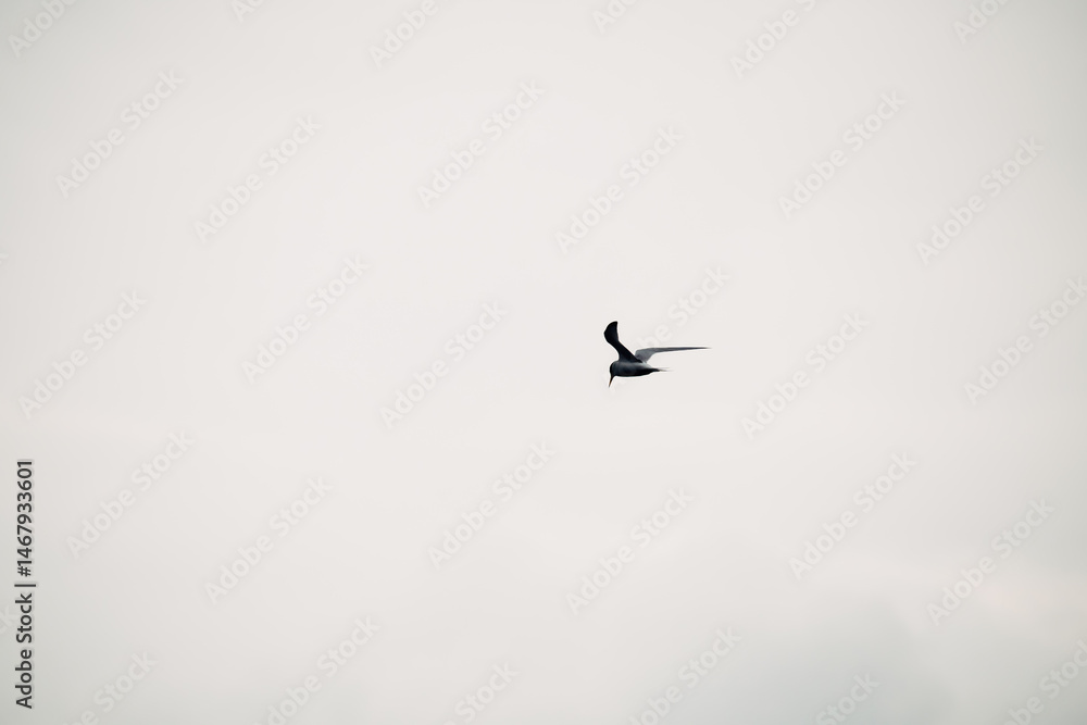 Obraz premium A bird is flying in the sky above a white background