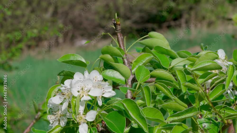 Close-up of blooming pear flowers. White petals and delicate stamens capture the essence of spring, freshness, and natural purity — perfect for garden, botanical, and seasonal nature themes. Close-up of blooming pear flowers. White petals and delicate stamens capture the essence of spring, freshness, and natural purity — perfect for garden, botanical, and seasonal nature themes.