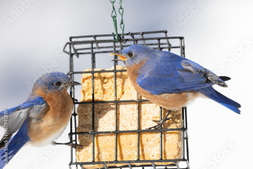 Eastern Bluebirds eating suet