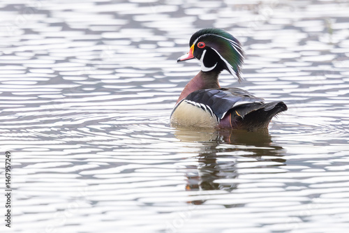 Male Wood Duck