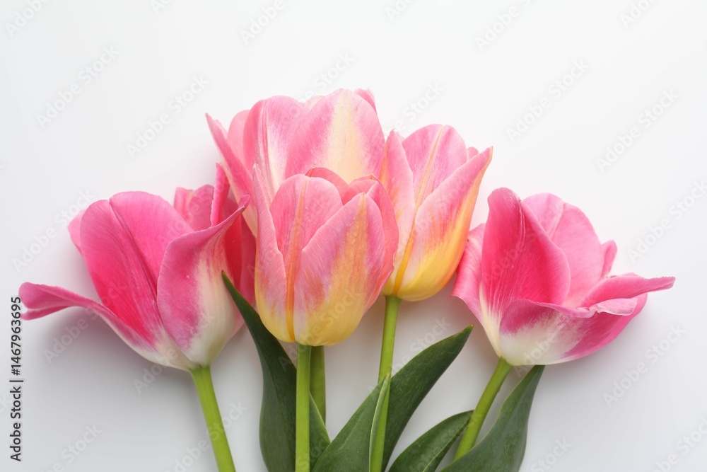 Naklejka premium Beautiful tulips on white background, flat lay