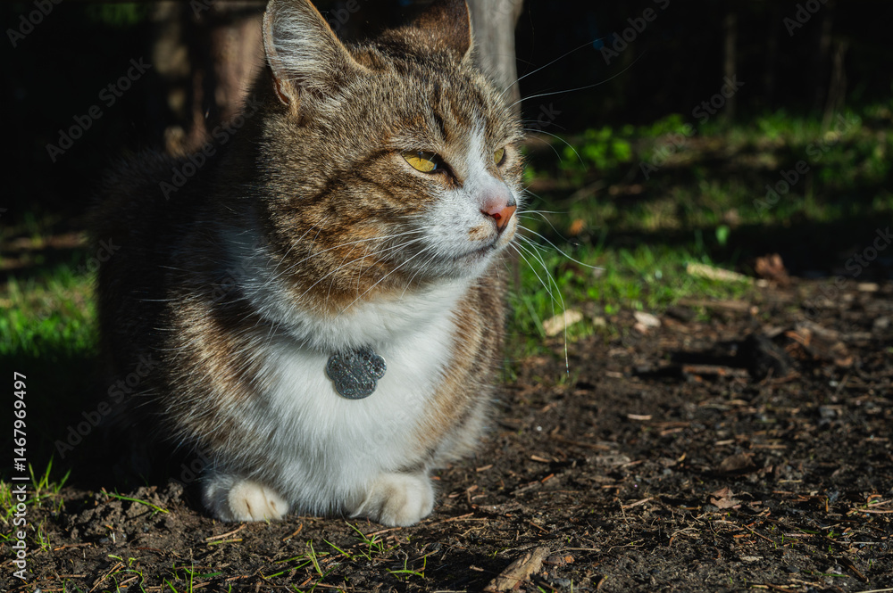 Fototapeta premium Cute tabby cat relaxing on sunny grass in warm afternoon light. Peaceful domestic pet enjoying nature outdoors. Fluffy feline portrait with calm expression