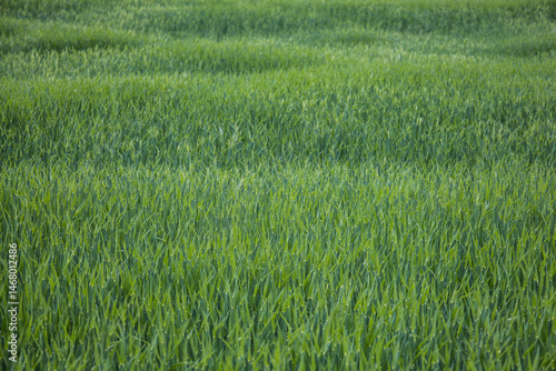 fond de céréales, champ verdoyant au printemps
