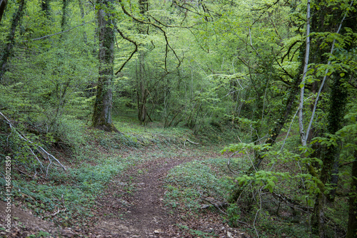 chemin forestier au printemps pour la randonnée