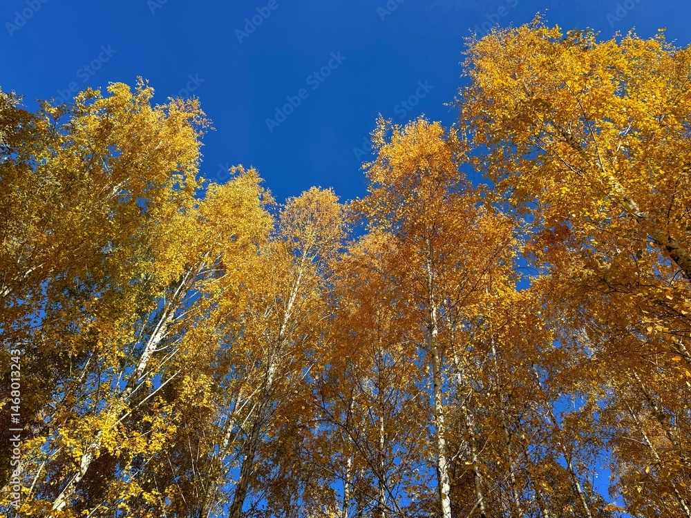 Autumn trees yellow golden foliage. Autumn trees yellow golden foliage.