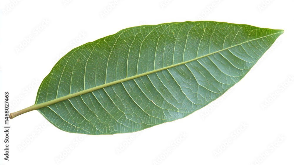 Obraz premium Vibrant Green Leaf Closeup Isolated on White Background Botanical Nature Photography