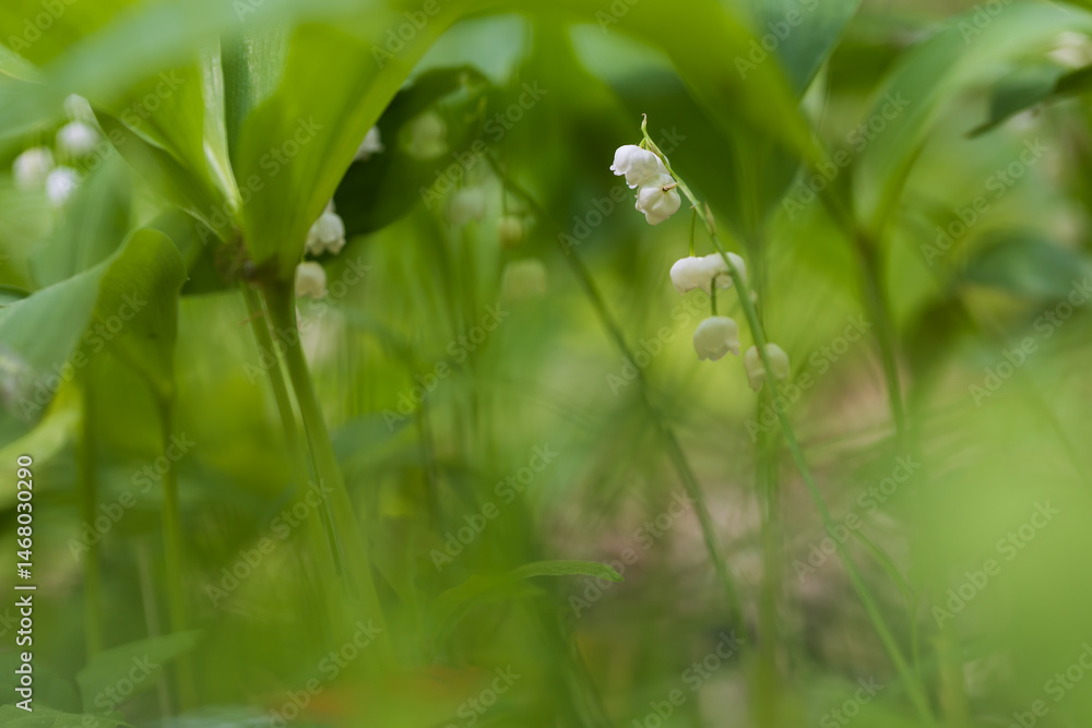 Obraz premium Lily of the valley - Convallaria majalis - white flower with green leaves in the forest. Beautiful bokeh. Poisonous flower