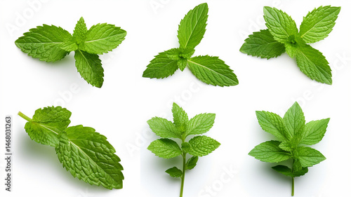 fresh green basil leaves on white background top view