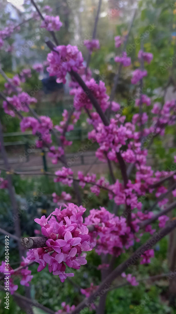 Obraz premium Close-up of blooming Eastern Redbud (Cercis siliquastrum) tree with vibrant pink-purple flowers along its dark branches. The blossoms create a beautiful springtime scene in a natural garden setting.