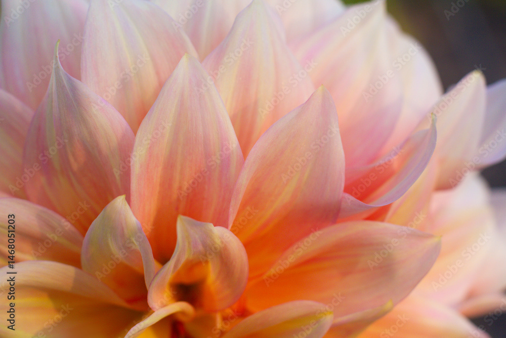close up of a beautiful Dahlias flower in the garden close up of a beautiful Dahlias flower in the garden