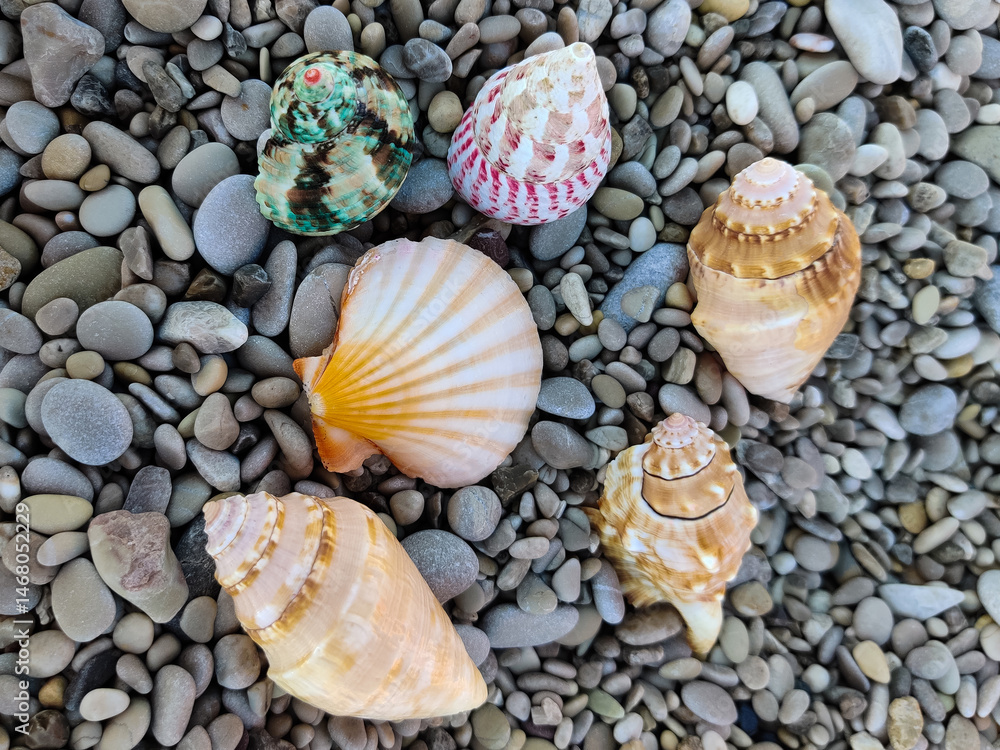 sea shell on pebbles in the middle of the beach on the seashore sea shell on pebbles in the middle of the beach on the seashore