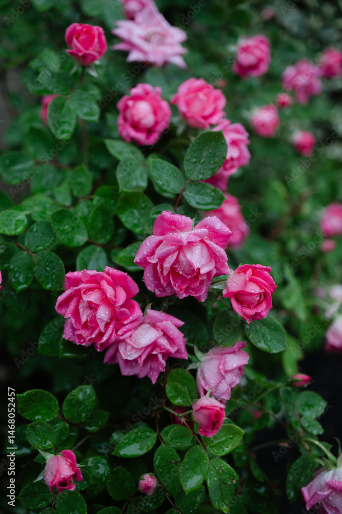 Bright pink roses bloom after a refreshing rain in a lush garden setting, showcasing nature's beauty and vibrant colors Bright pink roses bloom after a refreshing rain in a lush garden setting, showcasing nature's beauty and vibrant colors
