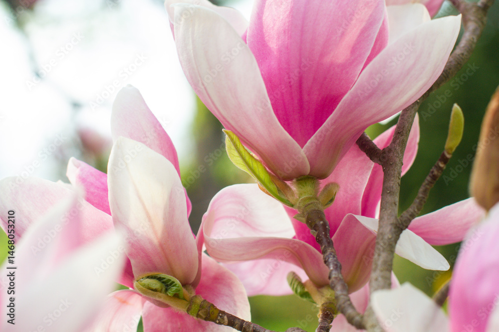 close up of beautiful pink magnolia flowers in the garden close up of beautiful pink magnolia flowers in the garden