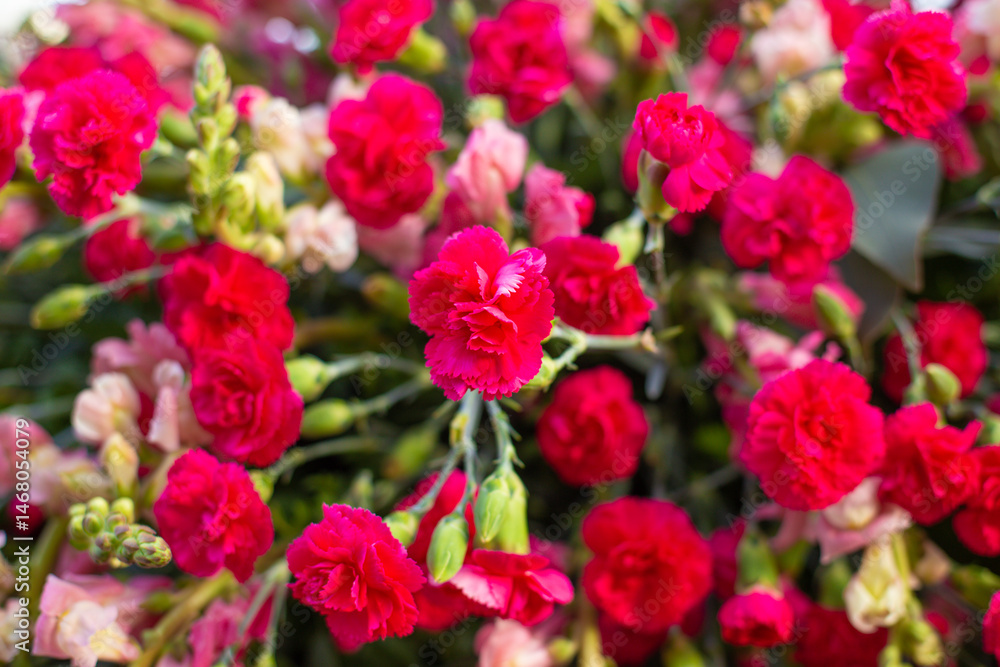 close-up of a beautiful flower.carnations in the garden close-up of a beautiful flower.carnations in the garden