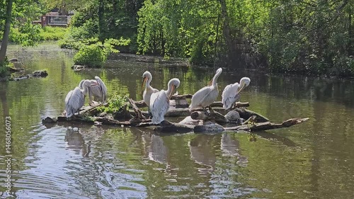 Family of pelicans on the lake, swimming and relaxing.