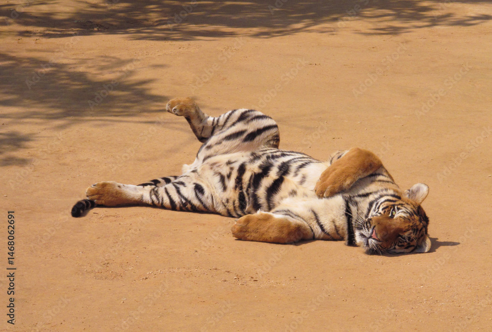 Obraz premium a beautiful big tiger is resting and walking around the zoo