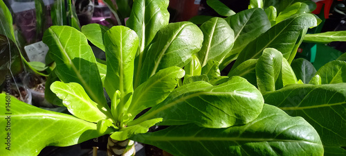 Close-up of a healthy green Brighamia plant, also known as Hawaiian palm, growing indoors. Bright natural light highlights its thick, glossy leaves.