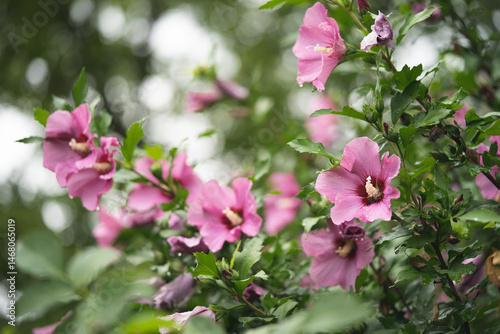 beautiful purple hibiscus flowers on a bush