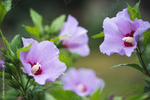 beautiful purple hibiscus flowers on a bush